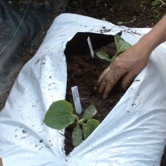 dyrking av melon i drivhus dyrking av melon i drivhus